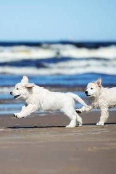 Pet-Friendly Rentals callout